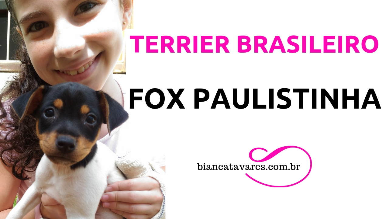 O Fox (Terrier Brasileiro, Foquinho ou Fox Paulistinha): Um Ótimo Cão Brincalhão Para Crianças
